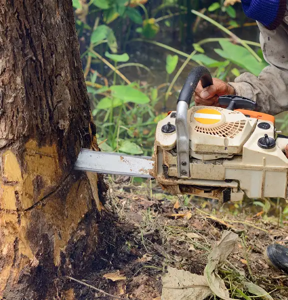 Stump Removal, Phoenix, AZ