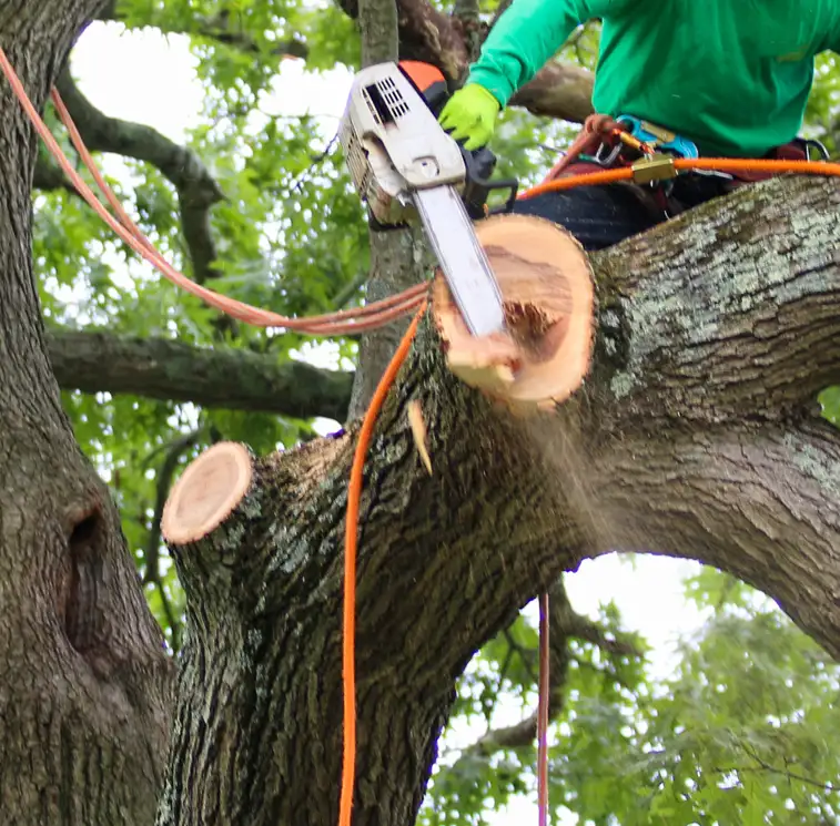 Tree Removal, Phoenix, AZ