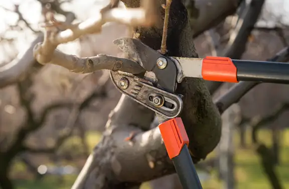 Tree Trimming