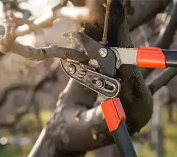 Tree Trimming