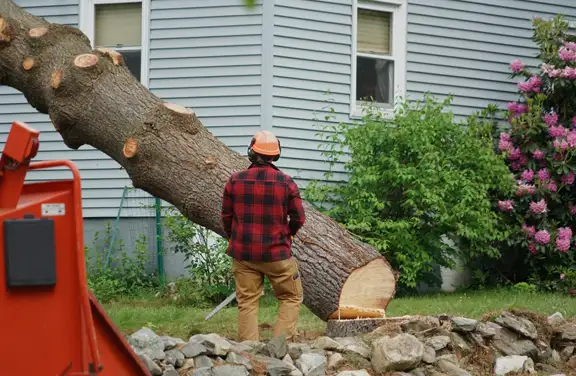 Tree Removal