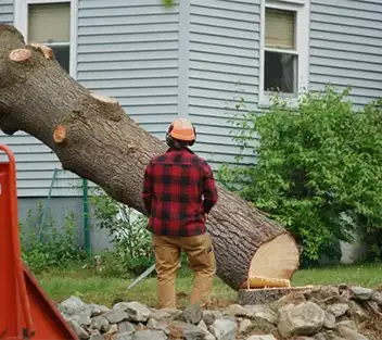 Tree Removal