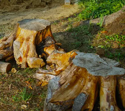 Stump Removal