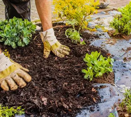 Weed Control