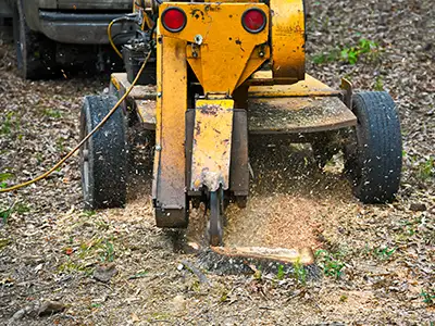 Stump Removal, Phoenix, AZ