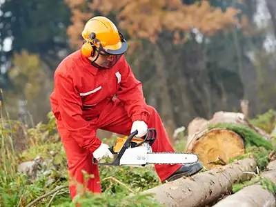 Tree Removal, Phoenix, AZ