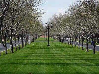 Tree Service, Phoenix, AZ