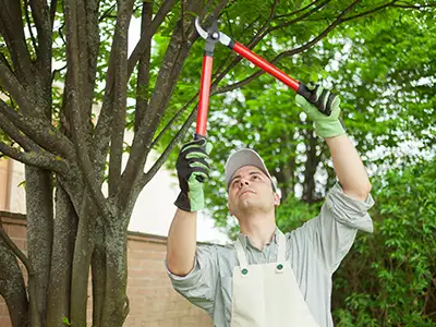 Commercial Tree Maintenance, Phoenix, AZ